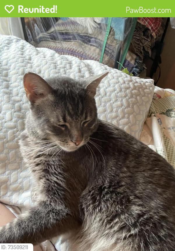 Reunited Male Cat last seen North Ozanam and W Cullom, Norridge, IL 60706