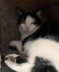 Lost Female Cat last seen Quick rd., Woodridge High School, Peninsula, OH 44264