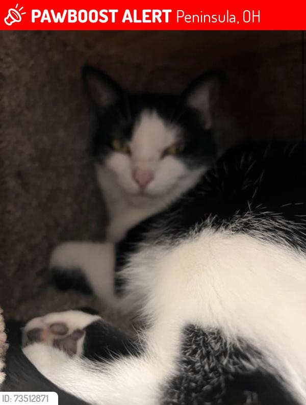 Lost Female Cat last seen Quick rd., Woodridge High School, Peninsula, OH 44264