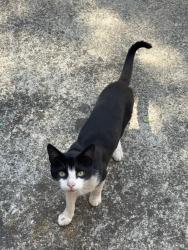 Lost Male Cat last seen Madison Ave, Castro Valley, CA 94546
