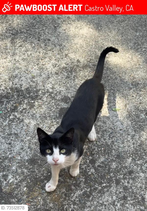 Lost Male Cat last seen Madison Ave, Castro Valley, CA 94546