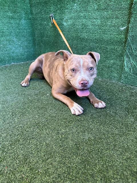 Shelter Stray Female Dog last seen , 5210 W Ave I, Lancaster, CA 93536, USA