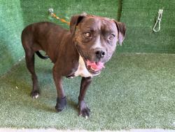 Shelter Stray Female Dog last seen , 5210 W Ave I, Lancaster, CA 93536, USA