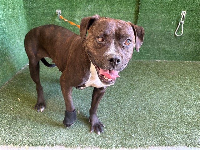 Shelter Stray Female Dog last seen , 5210 W Ave I, Lancaster, CA 93536, USA