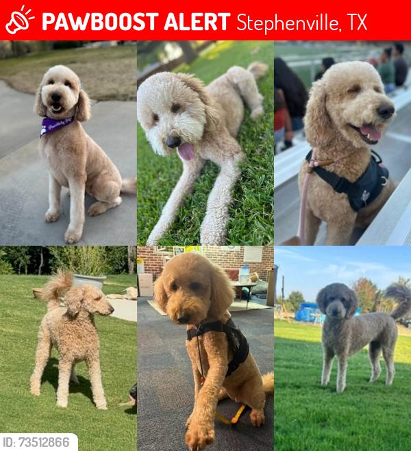 Lost Female Dog last seen Near Cattle Drive Stephenville Tx 76401, Stephenville, TX 76401