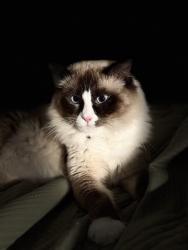 Reunited Male Cat last seen Cottle Drive, Clyde, VIC 3978