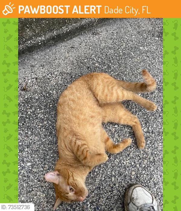 Found/Stray Male Cat last seen US 301 and Morningside Dr. Dade City, FL., Dade City, FL 33525
