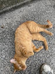 Found/Stray Male Cat last seen US 301 and Morningside Dr. Dade City, FL., Dade City, FL 33525