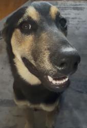 Reunited Female Dog last seen Mauna Loa/Grand Ave. Glendora, Glendora, CA 91740