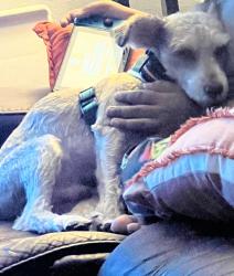 Lost Male Dog last seen Starbuck school, Racine, WI 53405