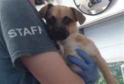 Shelter Stray Male Dog last seen DONNER NEAR EGBERT, 1419 Bryant St, San Francisco, CA 94103, USA