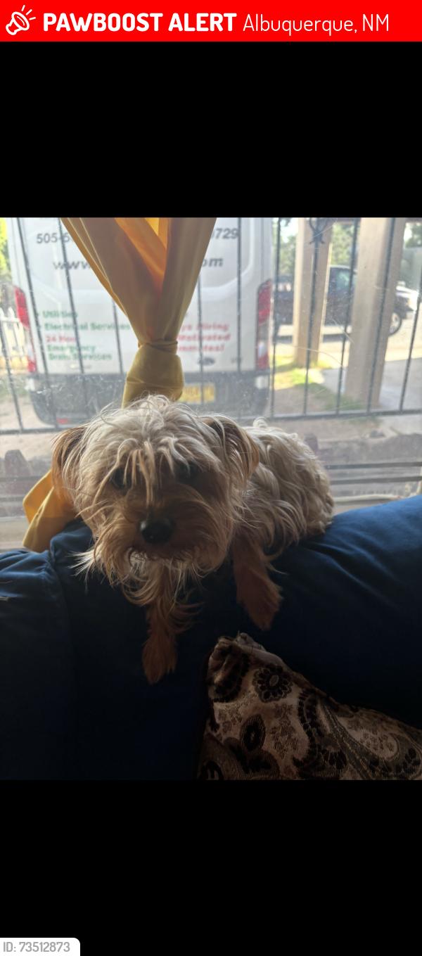 Lost Male Dog last seen Conita Real Ave SW and Tapia, Albuquerque, NM 87105