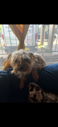Lost Male Dog last seen Conita Real Ave SW and Tapia, Albuquerque, NM 87105