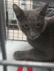 Shelter Stray Female Cat last seen Near BLOCK S VALLEY VIEW BLVD, LAS VEGAS NV 89102, 655 N Mojave Rd, Las Vegas, NV 89101, USA