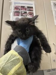 Shelter Stray Female Cat last seen Near BLK OF HARRISON DR, 655 N Mojave Rd, Las Vegas, NV 89101, USA