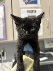 Shelter Stray Male Cat last seen Near BLK OF HARRISON DR, 655 N Mojave Rd, Las Vegas, NV 89101, USA