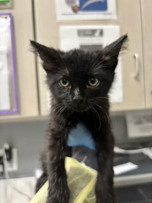 Shelter Stray Male Cat last seen Near BLK OF HARRISON DR, 655 N Mojave Rd, Las Vegas, NV 89101, USA