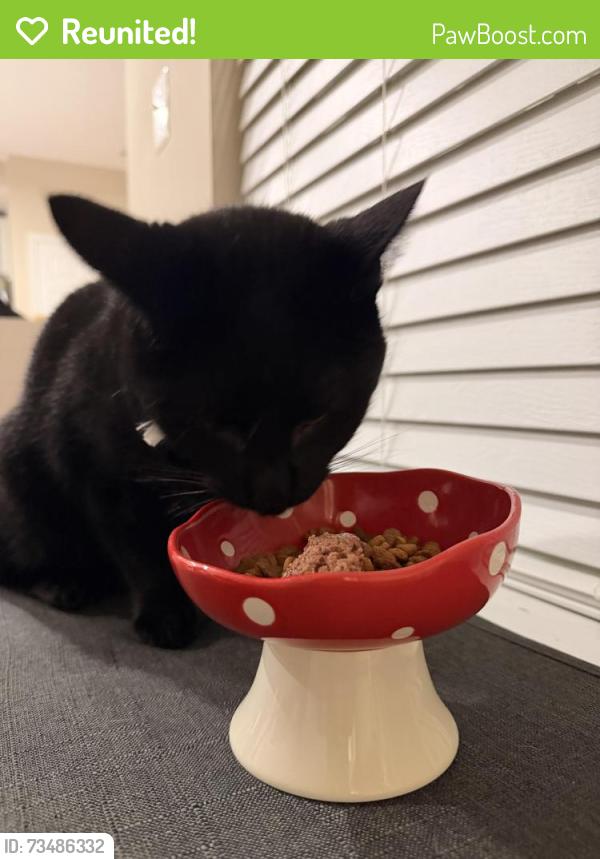 Reunited Male Cat last seen Cantwell, Gainesville, VA 20155