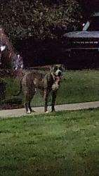 Found/Stray Male Dog last seen The Reserves at Chaffee Crossing around building 3000, Fort Smith, AR 72916