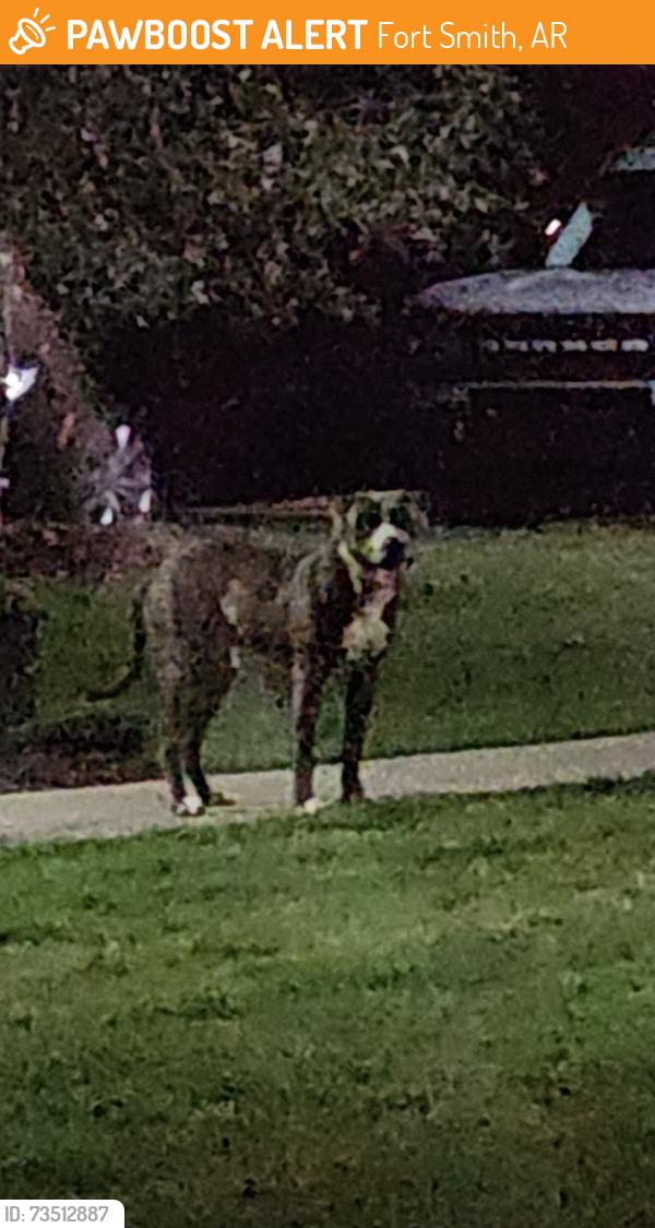 Found/Stray Male Dog last seen The Reserves at Chaffee Crossing around building 3000, Fort Smith, AR 72916