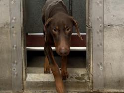 Shelter Stray Male Dog last seen , 1850 W 60th St, Los Angeles, CA 90047, USA