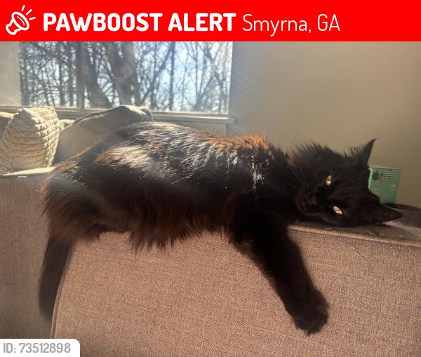 Lost Female Cat last seen the alcove apmts, Smyrna, GA 30080