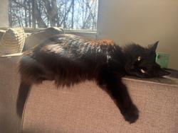 Lost Female Cat last seen the alcove apmts, Smyrna, GA 30080