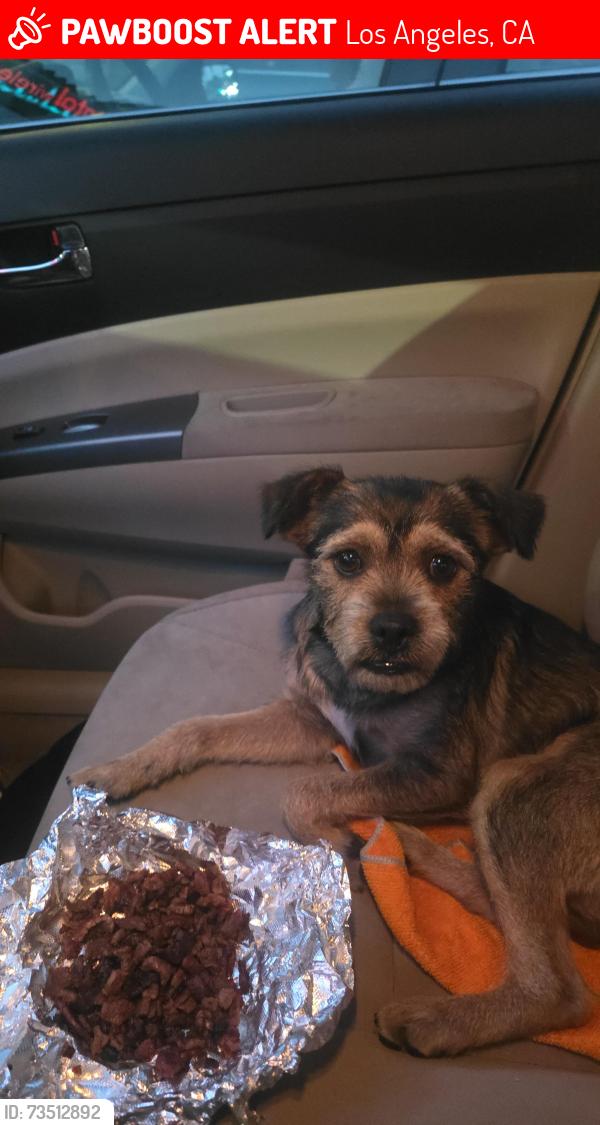 Lost Female Dog last seen Near S grand ave los angeles California, Los Angeles, CA 90015