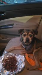 Lost Female Dog last seen Near S grand ave los angeles California, Los Angeles, CA 90015