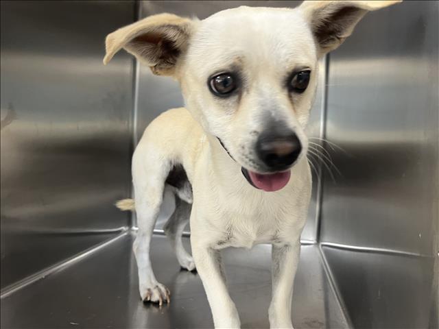 Shelter Stray Male Dog last seen , 957 N Gaffey St, San Pedro, CA 90731, USA
