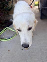Found/Stray Female Dog last seen Near, Joshua, TX 76058