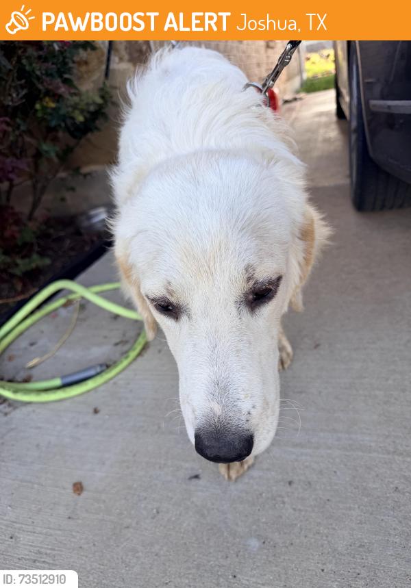 Found/Stray Female Dog last seen Near, Joshua, TX 76058