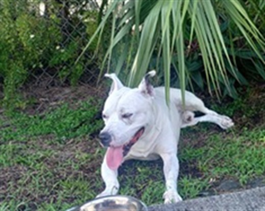 Shelter Stray Male Dog last seen Near BLOCK NW 29 ST, LAUDERDALE LAKES FL 33311, 2400 SW 42nd St, Fort Lauderdale, FL 33312, USA