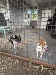 Found/Stray Male Dog last seen Valentine and Duboise St, Fort Worth, TX 76107