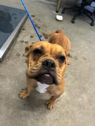 Shelter Stray Female Dog last seen , 600 Aviation Dr, Camarillo, CA 93010, USA