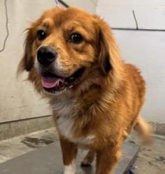 Shelter Stray Male Dog last seen , 600 Aviation Dr, Camarillo, CA 93010, USA