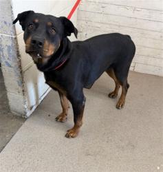 Shelter Stray Female Dog last seen CACTUS X SAN BERNARDINO AVE, 333 Chandler Pl, San Bernardino, CA 92408, USA