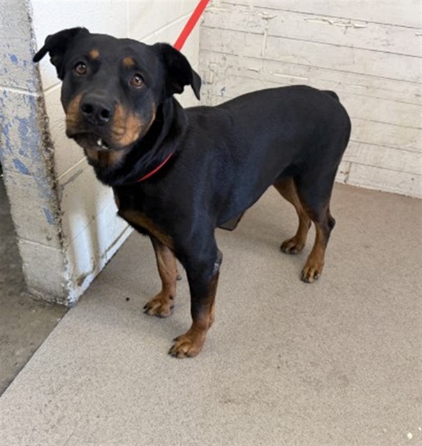 Shelter Stray Female Dog last seen CACTUS X SAN BERNARDINO AVE, 333 Chandler Pl, San Bernardino, CA 92408, USA