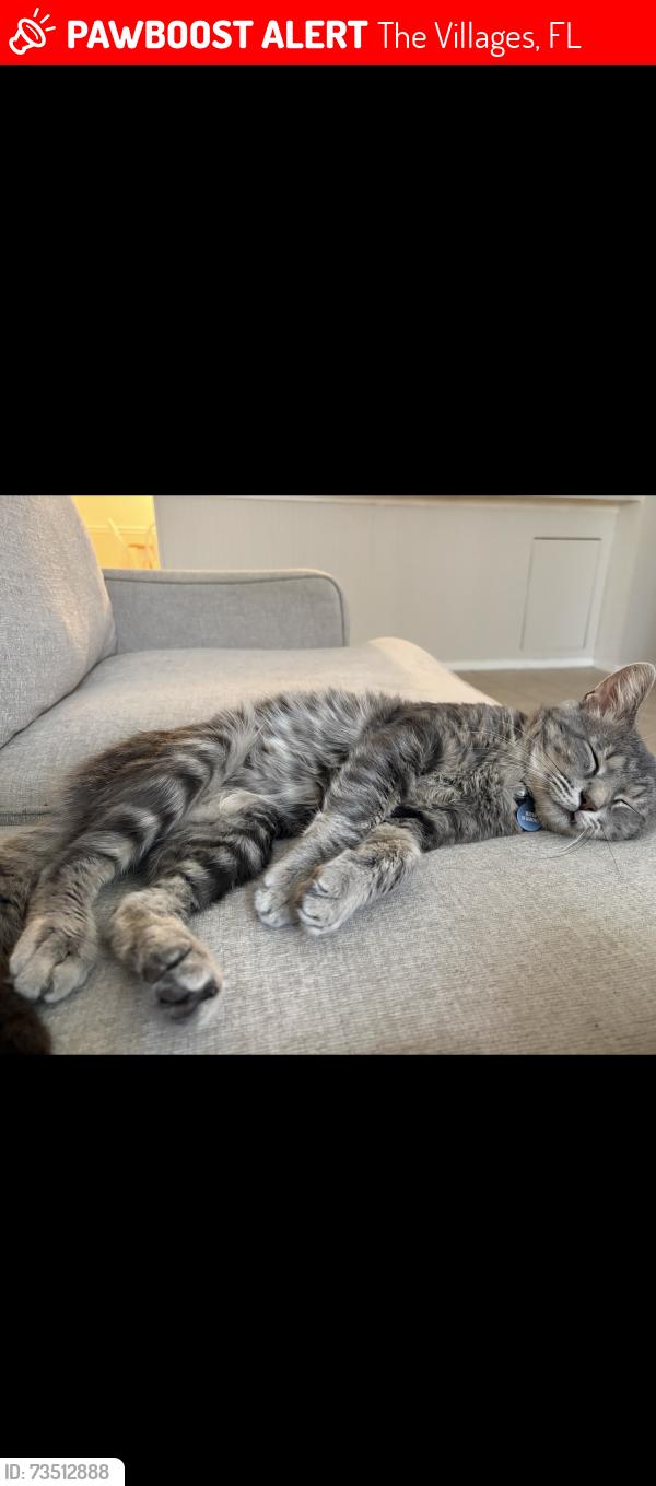 Lost Male Cat last seen The villages if Delcanto and Santiago. Picasso place, The Villages, FL 32163