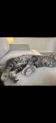 Lost Male Cat last seen The villages if Delcanto and Santiago. Picasso place, The Villages, FL 32163