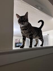 Reunited Female Cat last seen Middlesex and Blossom roads, Rochester, NY 14610