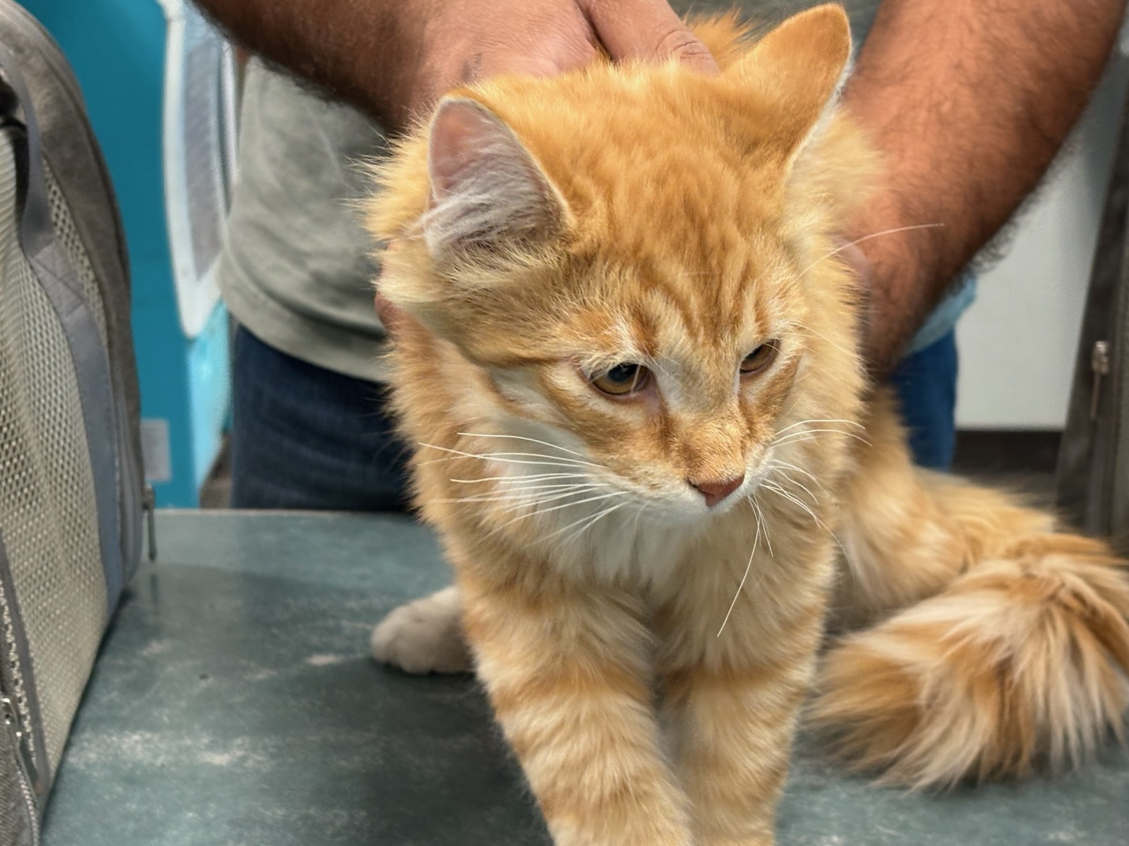 Shelter Stray Male Cat last seen , West Valley Animal Shelter, 20655 Plummer St, Chatsworth, CA 91311, USA