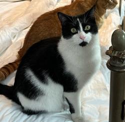 Reunited Male Cat last seen Hopper Ave. & Union Ave., Pequannock Township, NJ 07444