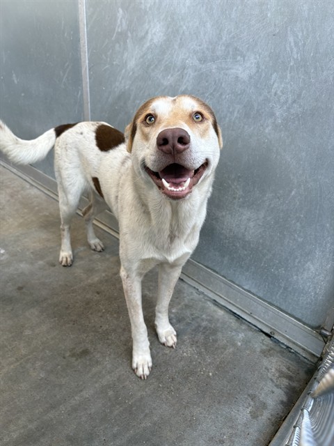 Shelter Stray Male Dog last seen GLEN VIEW DR, 8311 Freedom Dr, Pearland, TX 77581, USA