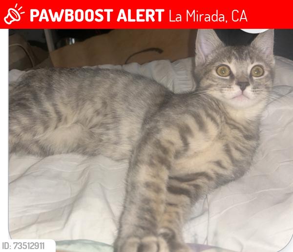 Lost Female Cat last seen Royalcrest, La Mirada, CA 90638