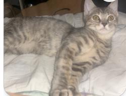 Lost Female Cat last seen Royalcrest, La Mirada, CA 90638