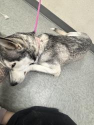 Reunited Female Dog last seen Cooley & Via Lata, Colton, CA 92324