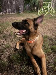 Reunited Female Dog last seen Ash ln and cedar elm, Corinth, TX 76210