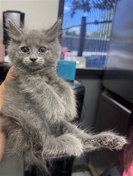 Shelter Stray Female Cat last seen DUMP AT MEDICAL DOORS, 201 S Mt Vernon Ave, Bakersfield, CA 93307, USA