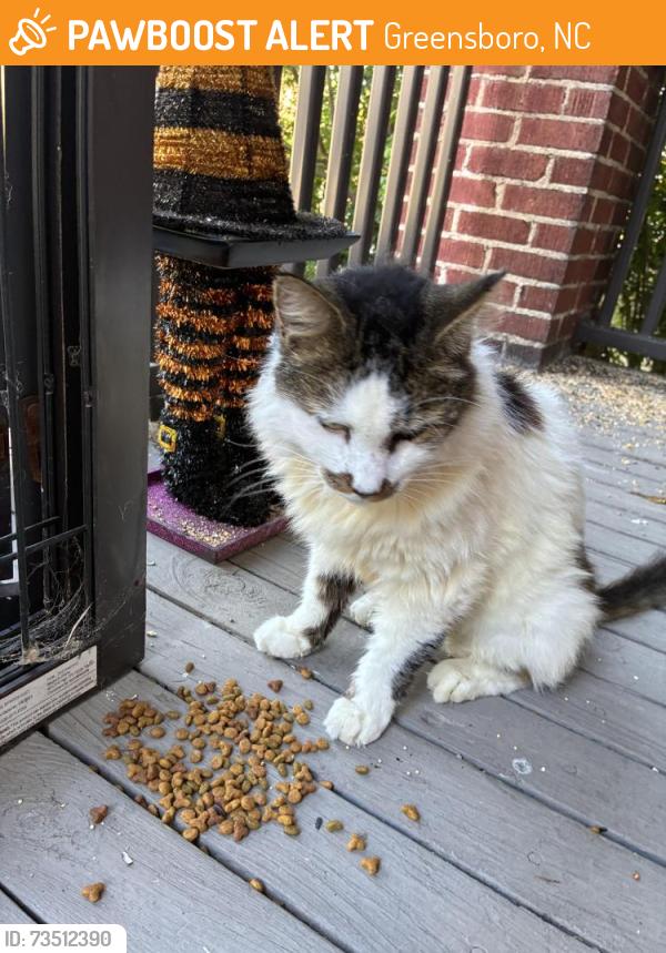Found/Stray Unknown Cat last seen Westerwood near Friendly Ave Greensboro NC, Greensboro, NC 27402